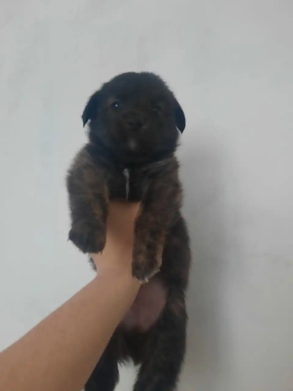 Щенок в поиске любящих хозяев - Собаки (Животные) в Самара