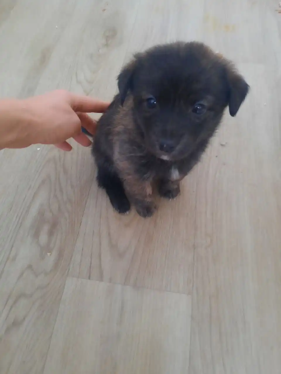 Щенок в поиске любящих хозяев - Собаки (Животные) в Самара