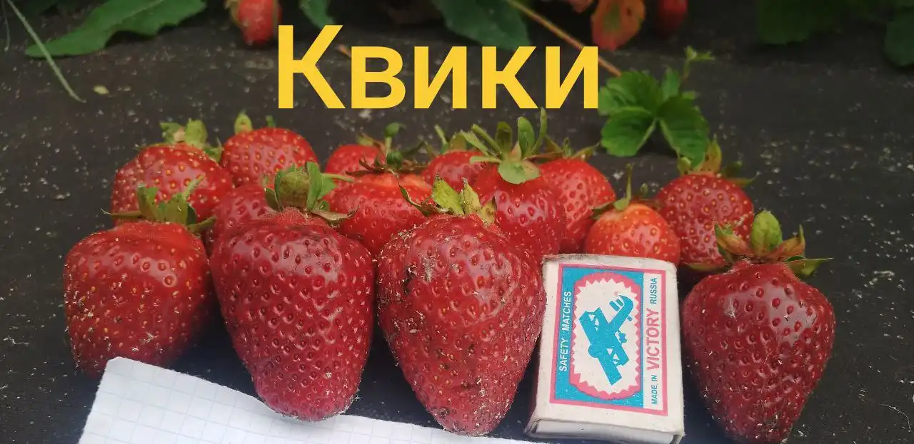 Предзаказ сортовых саженцев клубники на апрель-май - Садоводство (Хобби и отдых) в Ишеевка