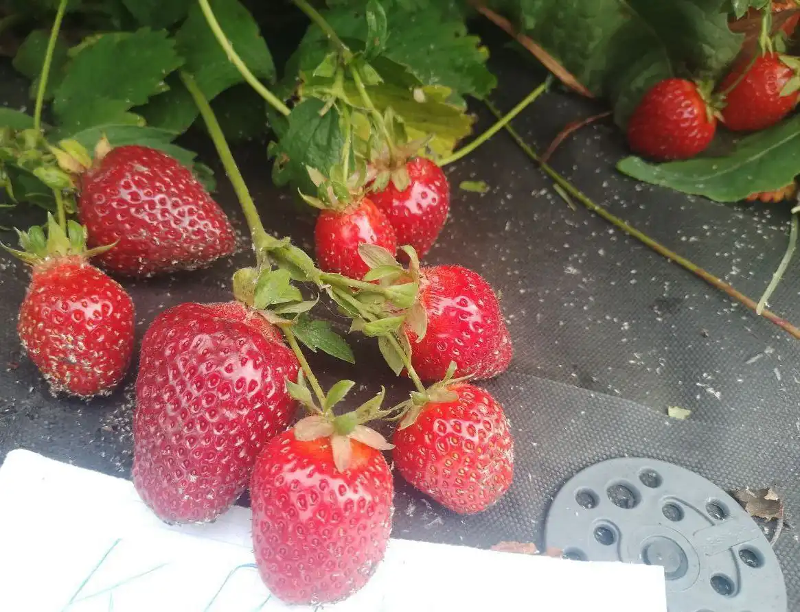 Предзаказ сортовых саженцев клубники на апрель-май - Садоводство (Хобби и отдых) в Ишеевка