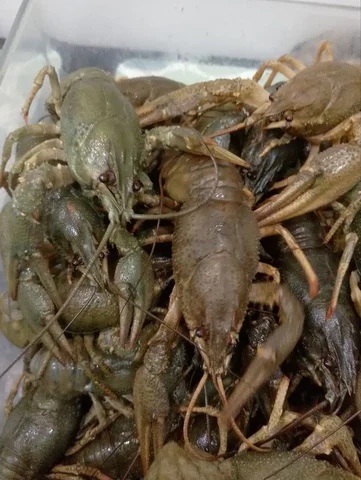 Продажа волжских раков в Самаре - Ножи в Самара