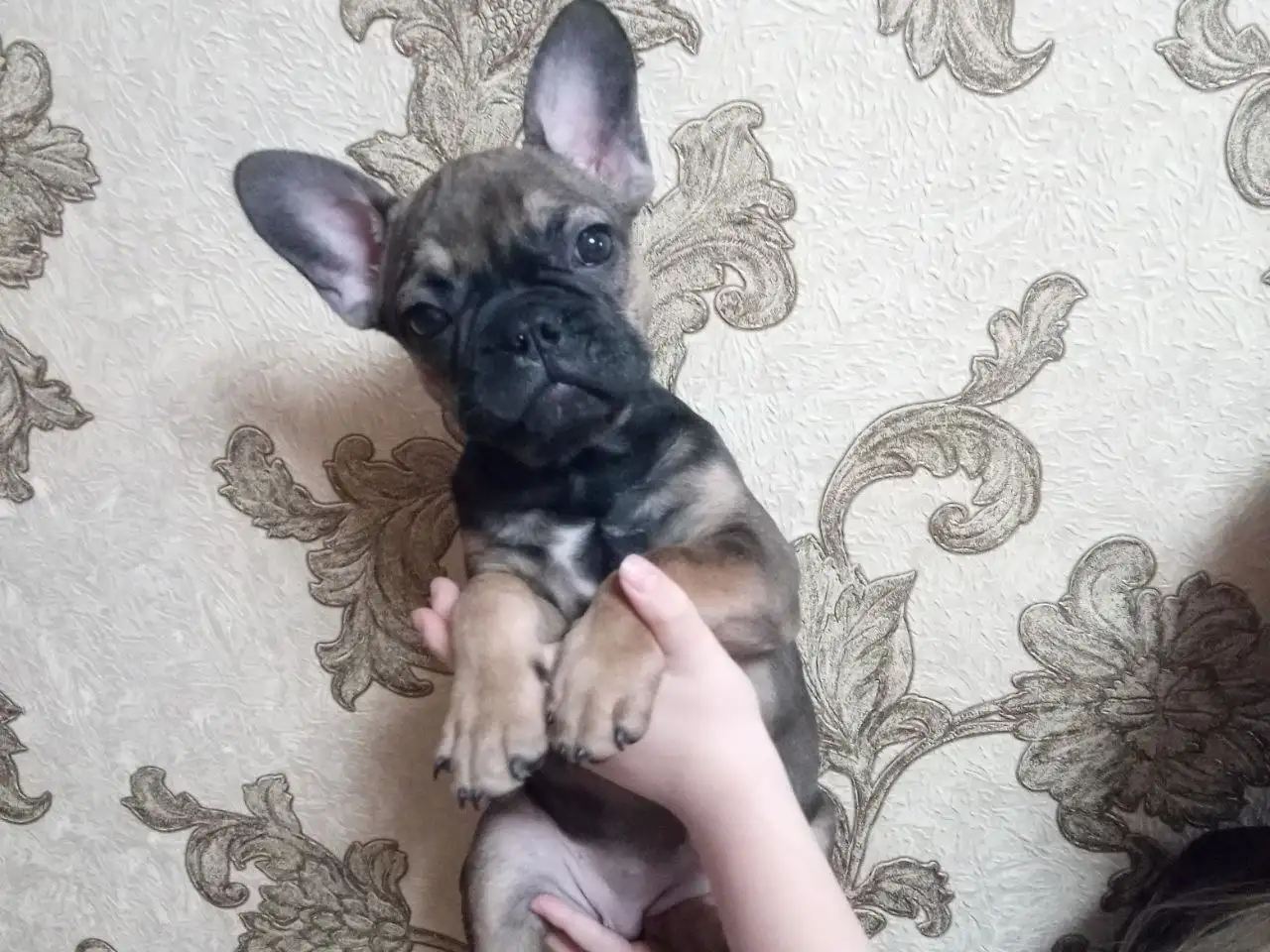 Продажа щенка 2.5 месяца - Собаки (Животные) в Самара