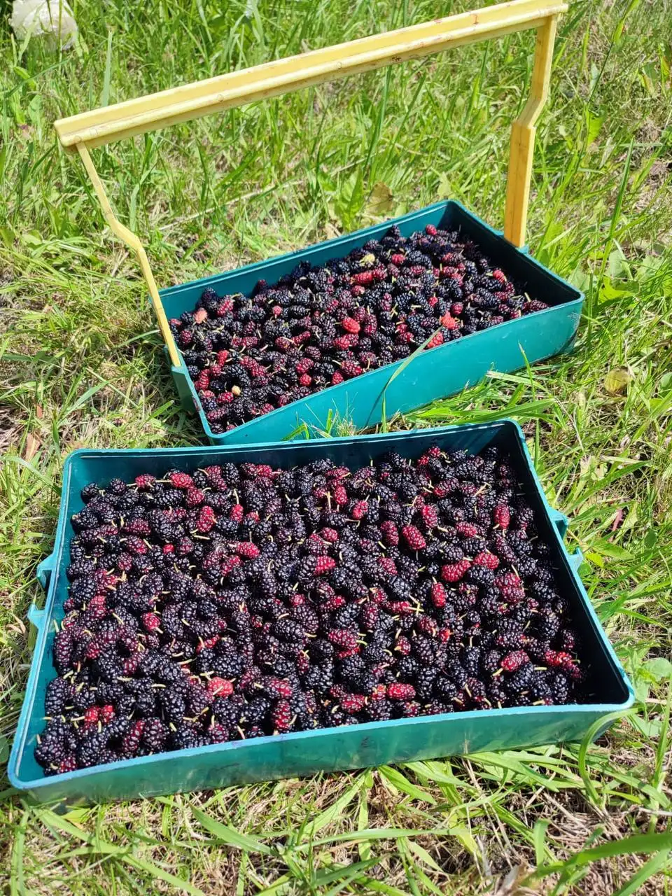 Варенье из ягод собственного сада: шелковица, смородина, земляника - Барахолка в Новосемейкино