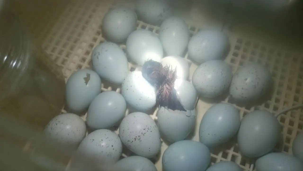 Инкубационное яйцо перепелов селадон и феникс золотистый - Птицеводство (Животные) в Пестравка
