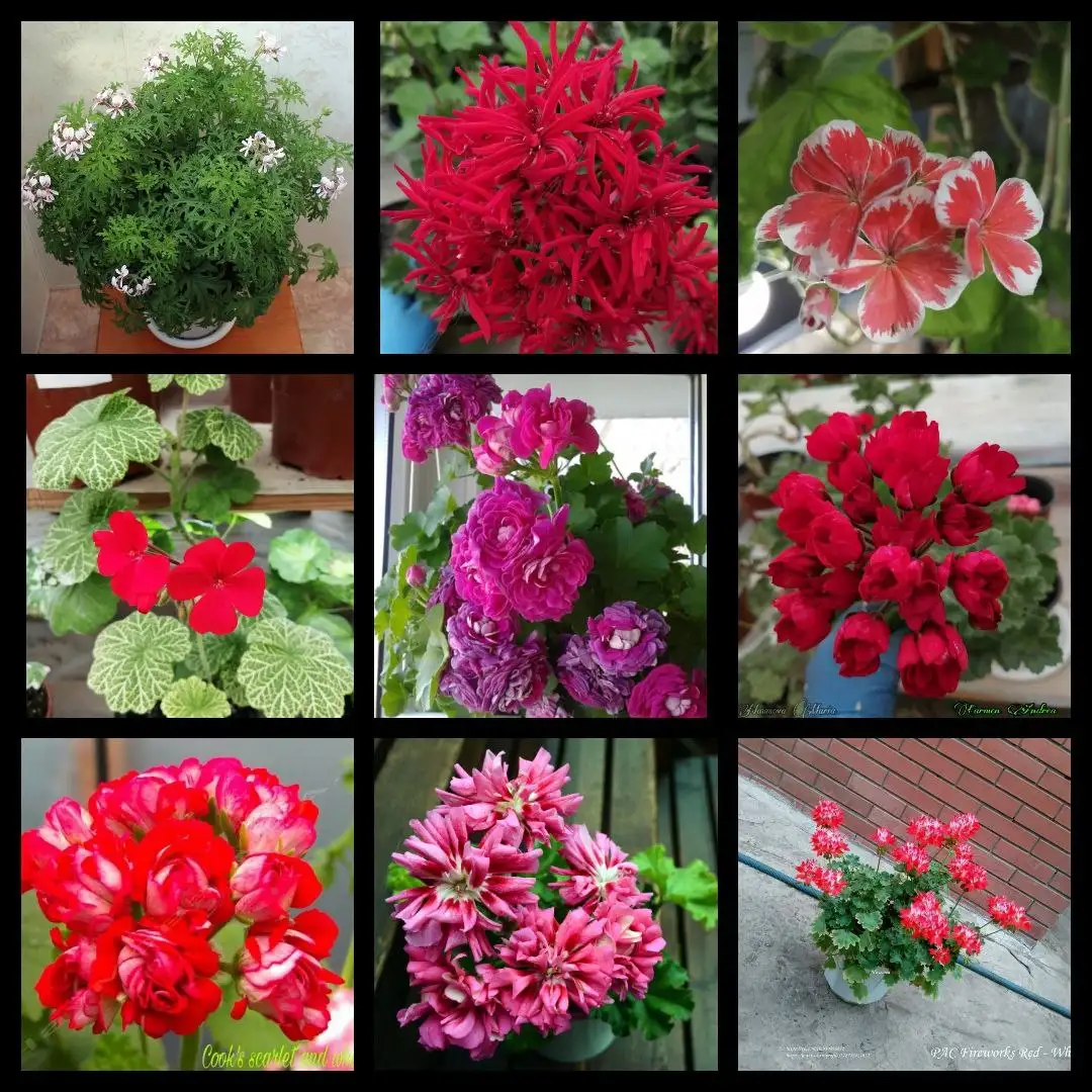 Продажа комнатных растений и сортовых пеларгоний - Комнатные растения (Хобби и отдых) в Самара