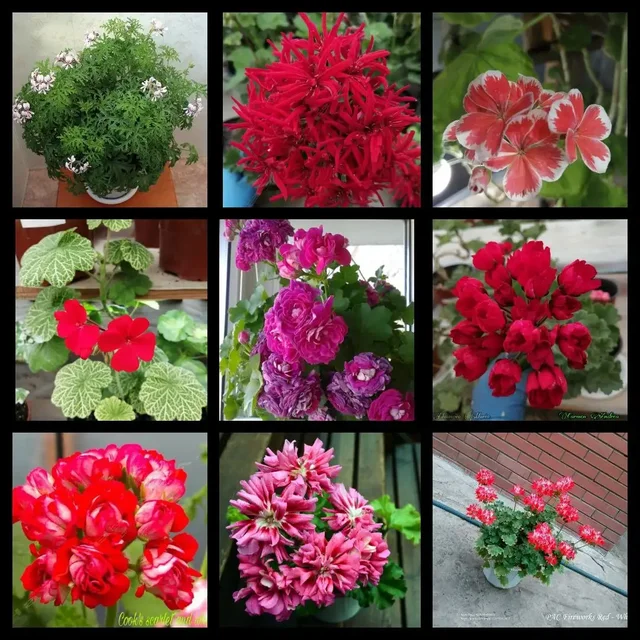 Продажа комнатных растений и сортовых пеларгоний - Хобби и отдых в Самара