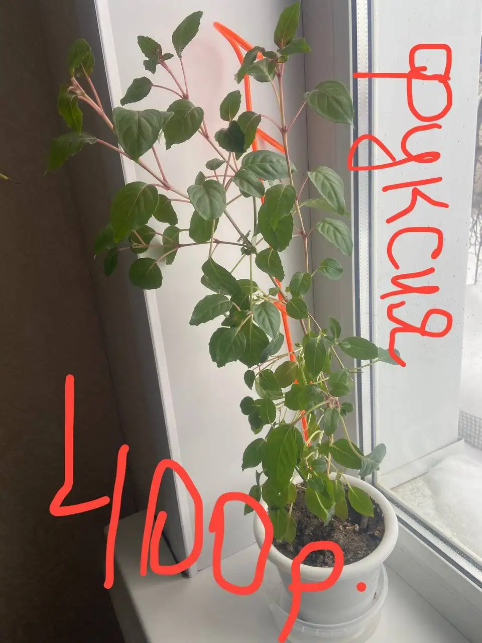 Продам фуксию нежно розовую в горшке - Растения (Хобби и отдых) в Самара