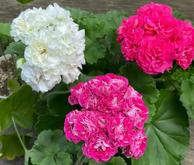 Черенки и кустики сортовой пеларгонии - Хобби и отдых в Тольятти