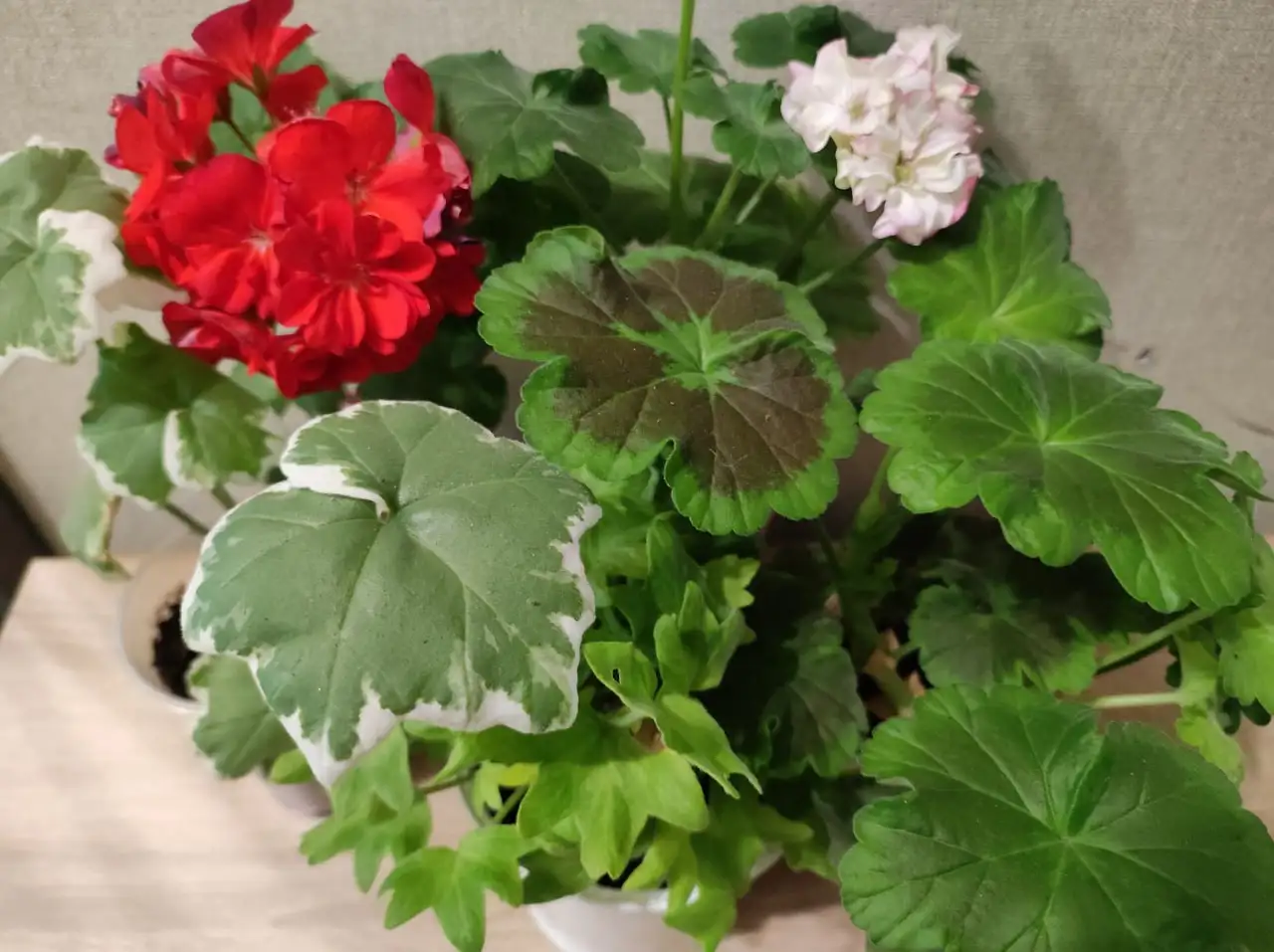 Черенки и кустики сортовой пеларгонии - Растения (Хобби и отдых) в Тольятти