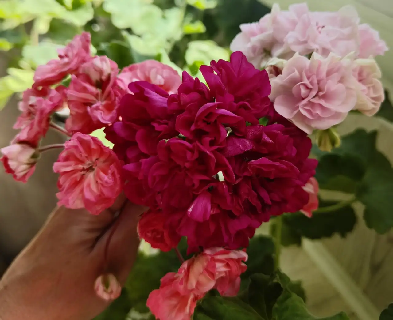 Черенки и кустики сортовой пеларгонии - Растения (Хобби и отдых) в Тольятти