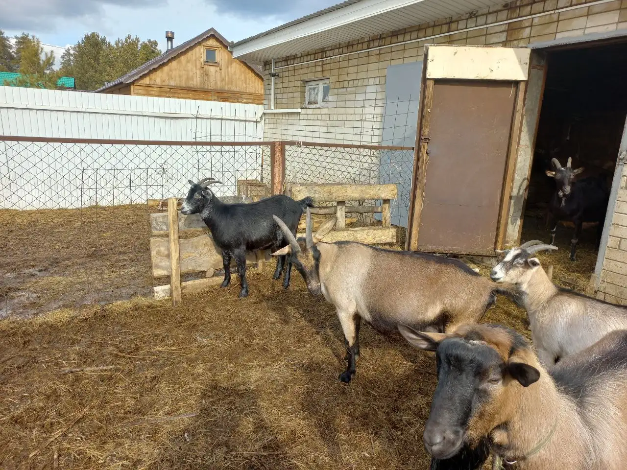 Продажа дойных коз и козликов на племя - Скот (Животные) в Самара