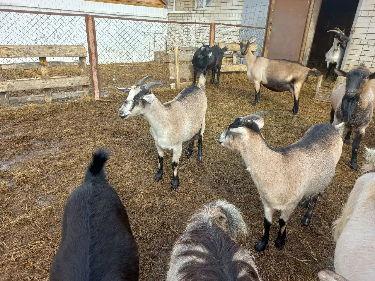 Продажа дойных коз и козликов на племя - Скот (Животные) в Самара