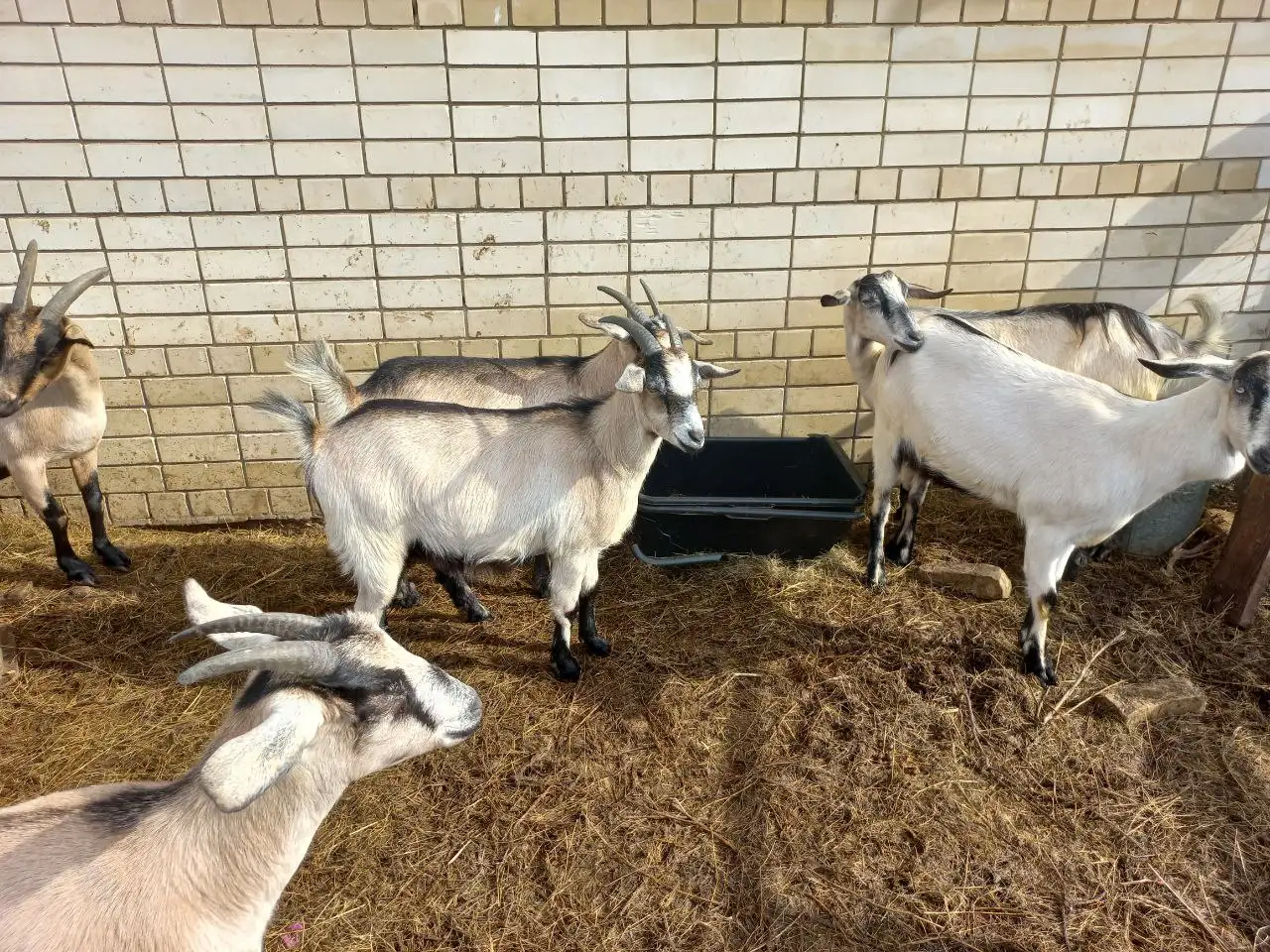 Продажа дойных коз и козликов на племя - Скот (Животные) в Самара