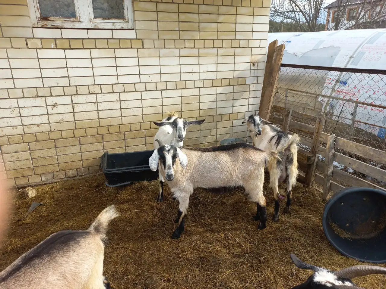 Продажа дойных коз и козликов на племя - Скот (Животные) в Самара