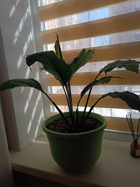 Продажа горшков в Самаре - Народная медицина в Самара