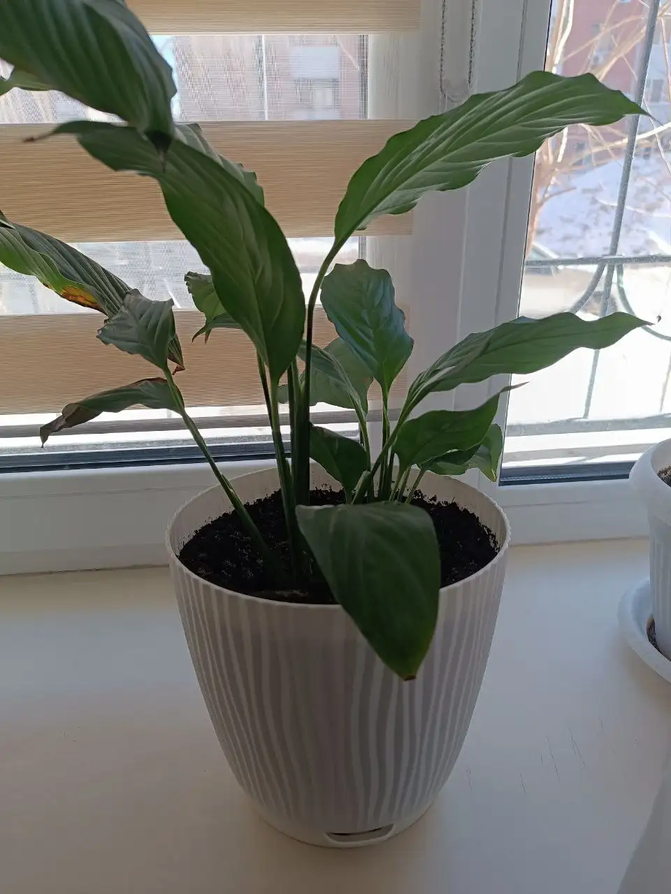 Продажа горшков в Самаре - Барахолка в Самара