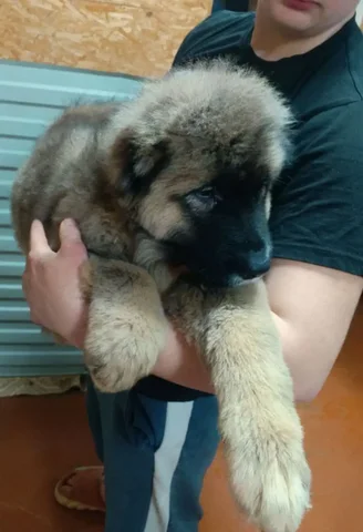 Продажа щенков Кавказской овчарки - частное объявление в САМАРА