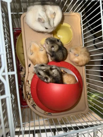 Продажа хомячков - частное объявление в Самара