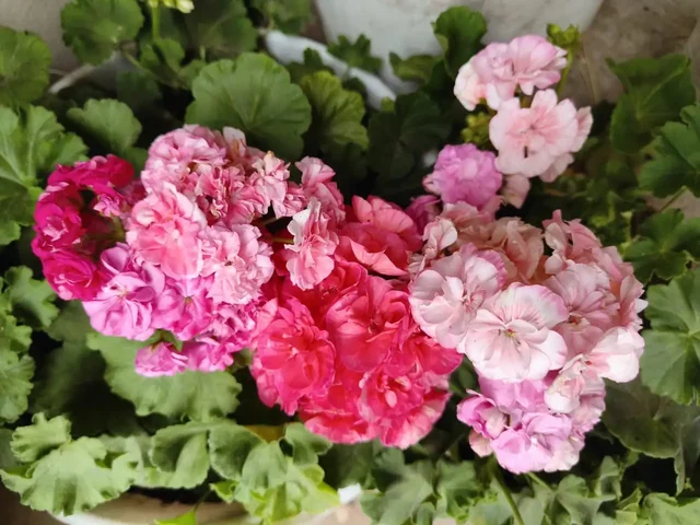 Черенки и кустики сортовой пеларгонии - Семена растений в Тольятти
