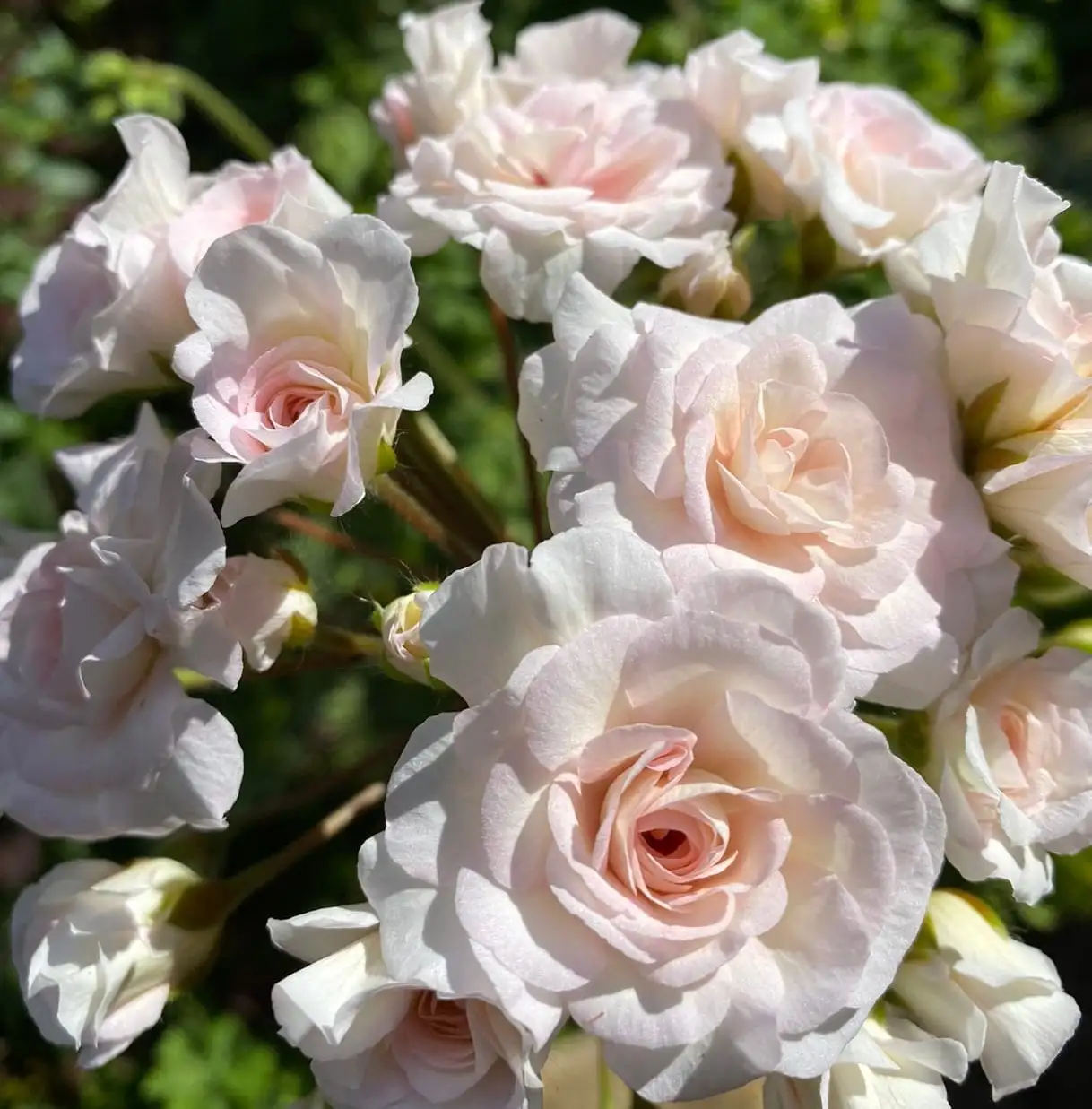 Черенки и кустики сортовой пеларгонии - Растения (Хобби и отдых) в Тольятти