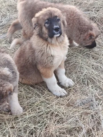 Щенки Кавказской овчарки - частное объявление в Самара