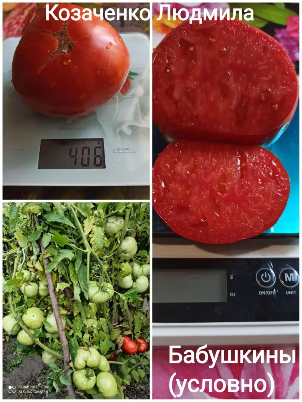 Коллекционные семена томатов и перца - Семена и рассада (Хобби и отдых) в Сызрань