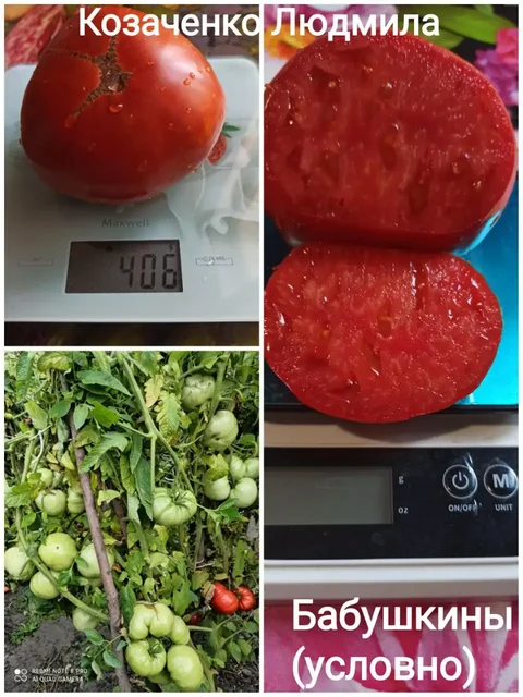 Коллекционные семена томатов и перца - Семена и рассада в Сызрань