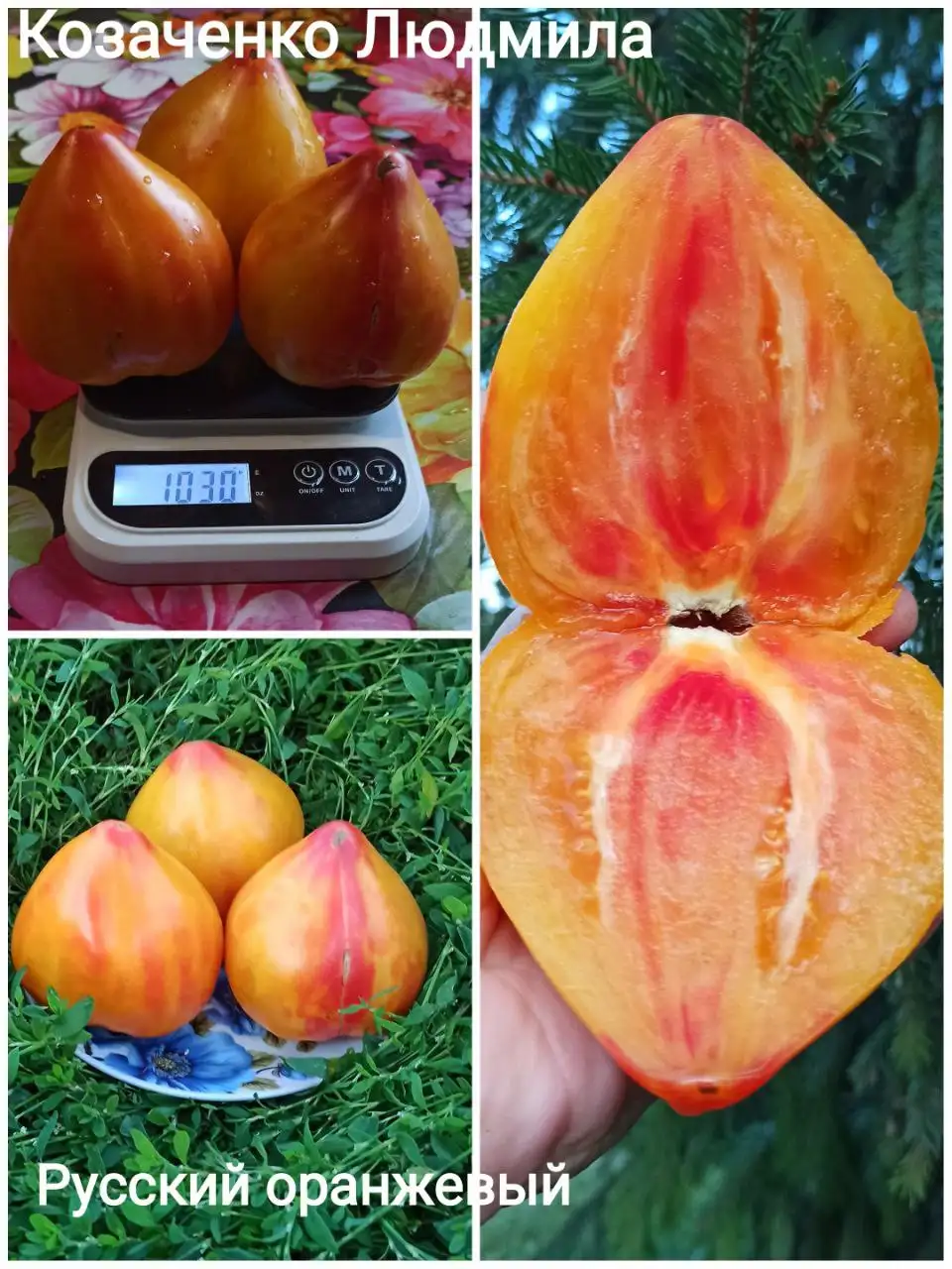 Коллекционные семена томатов и перца - Семена и рассада (Хобби и отдых) в Сызрань