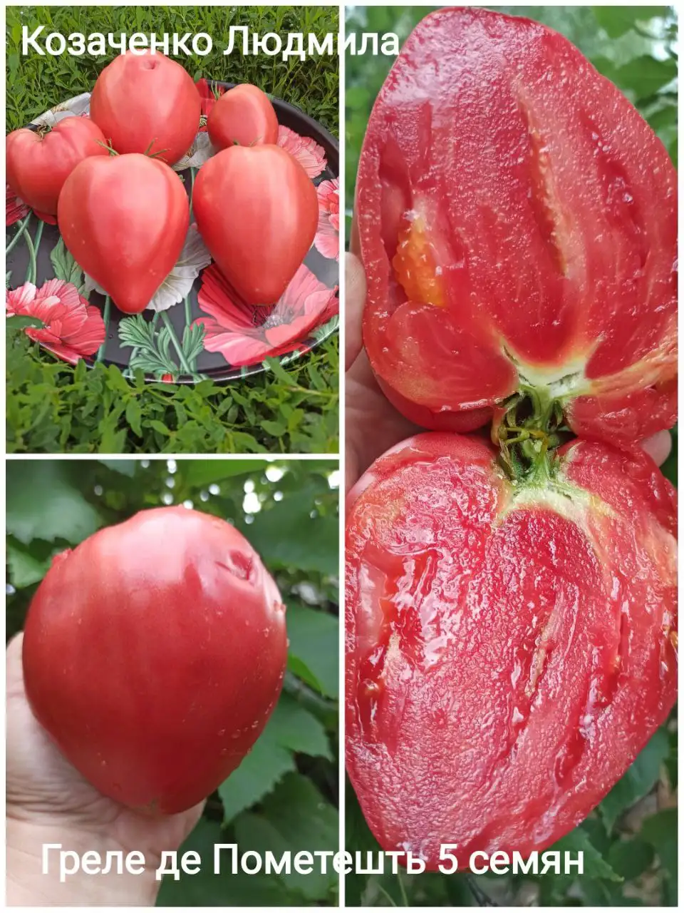 Коллекционные семена томатов и перца - Семена и рассада (Хобби и отдых) в Сызрань