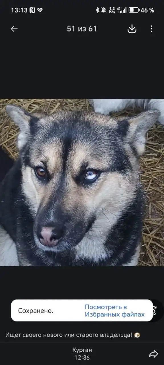 Поиск хозяев для собаки в отлове - Собаки (Животные) в Самара