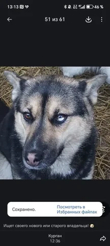 Поиск хозяев для собаки в отлове - Поиск животных в Самара