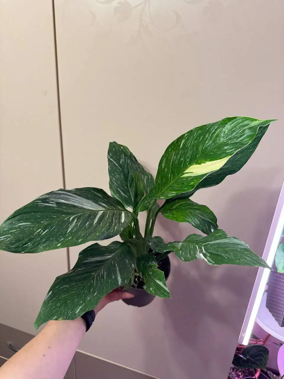 Продажа спатифиллума Даймонд разных размеров - Комнатные растения (Хобби и отдых) в Самара