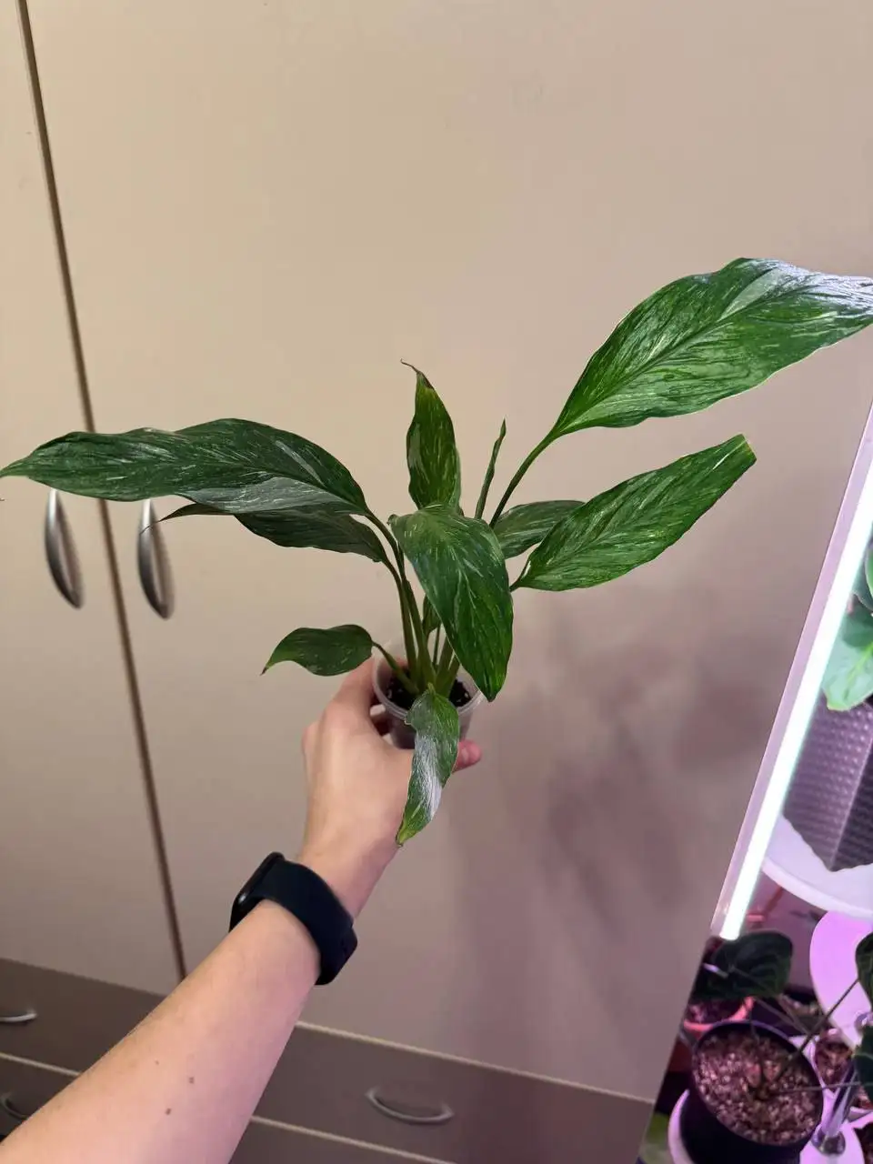 Продажа спатифиллума Даймонд разных размеров - Комнатные растения (Хобби и отдых) в Самара