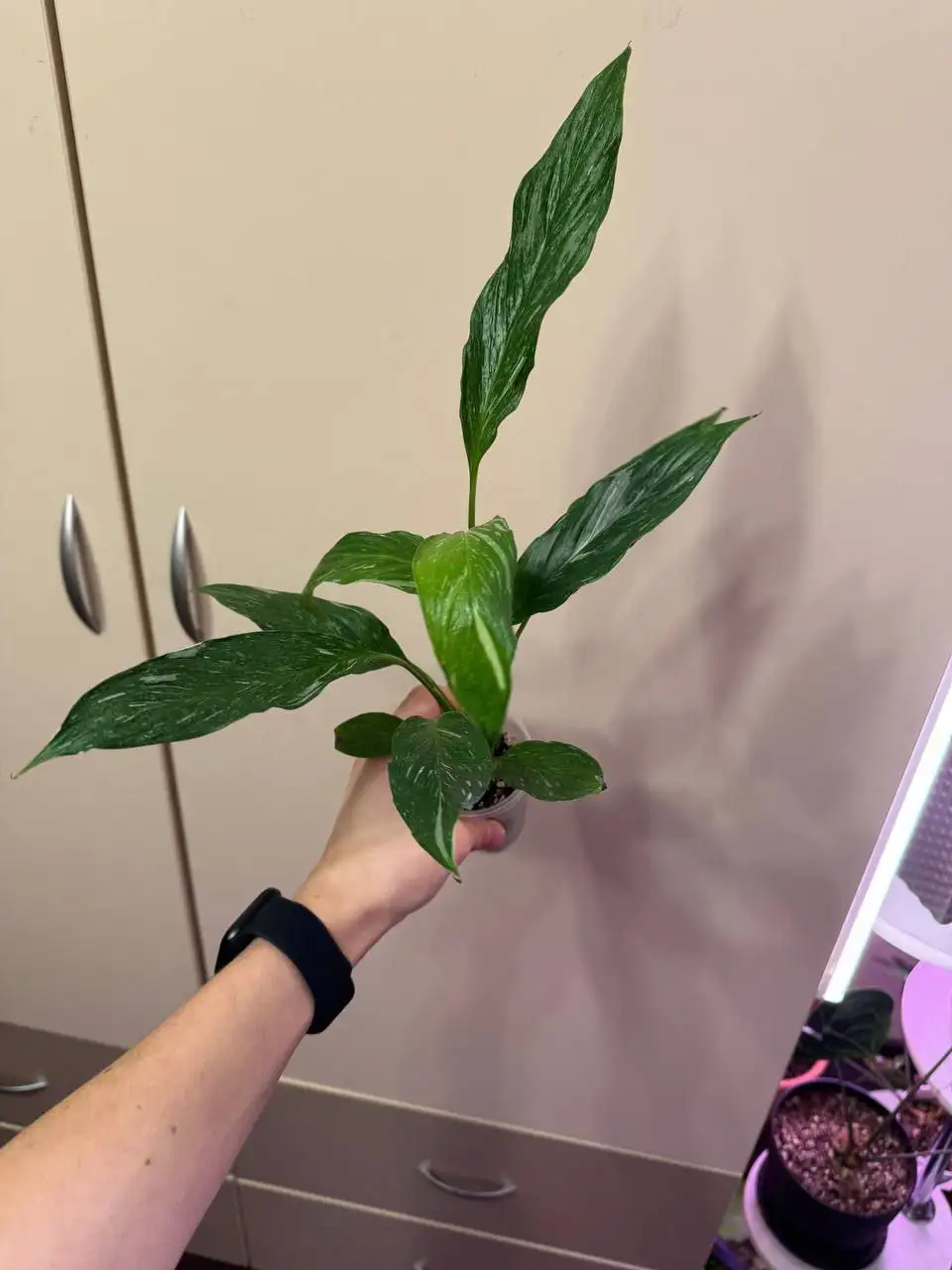 Продажа спатифиллума Даймонд разных размеров - Комнатные растения (Хобби и отдых) в Самара