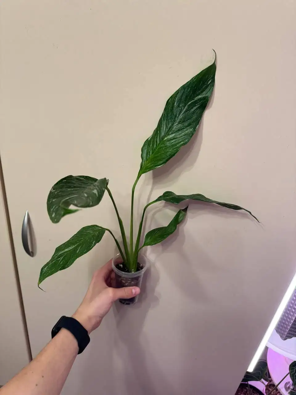 Продажа спатифиллума Даймонд разных размеров - Комнатные растения (Хобби и отдых) в Самара