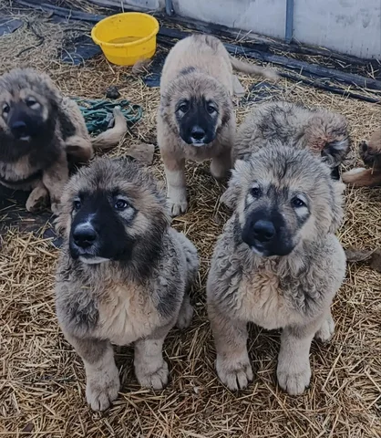 Щенки Кавказской овчарки 3 месяца - Поиск животных в Самара