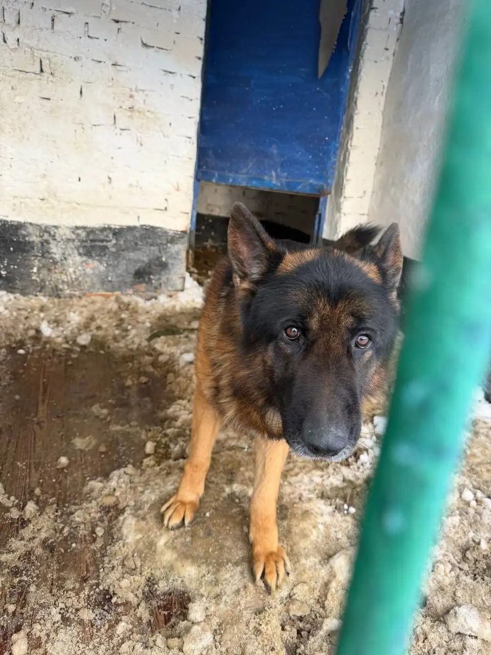 Немецкая овчарка ищет хозяина - Собаки (Животные) в Щёкино