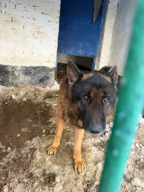 Немецкая овчарка ищет хозяина - Собаки в Щёкино