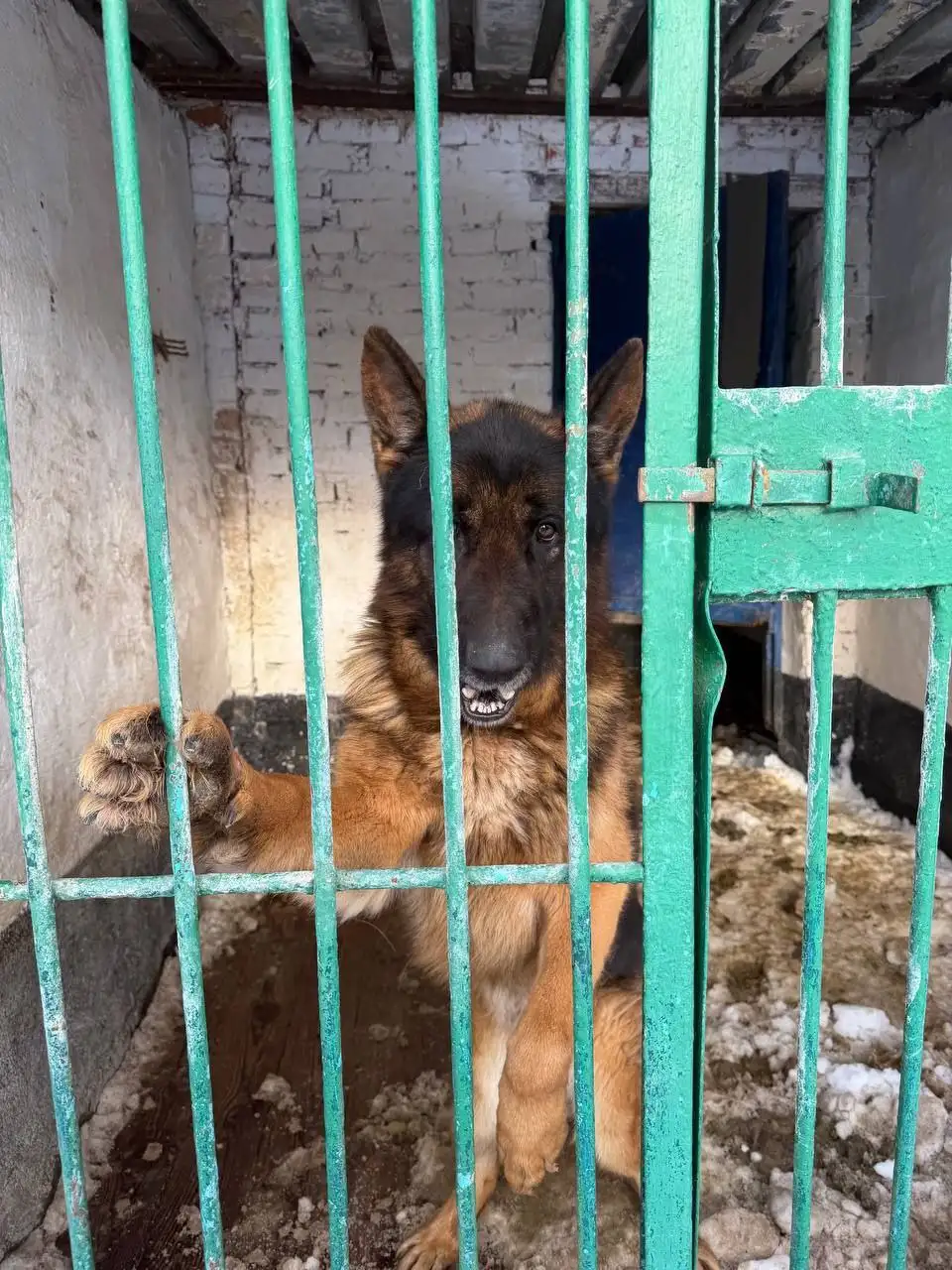 Немецкая овчарка ищет хозяина - Собаки (Животные) в Щёкино