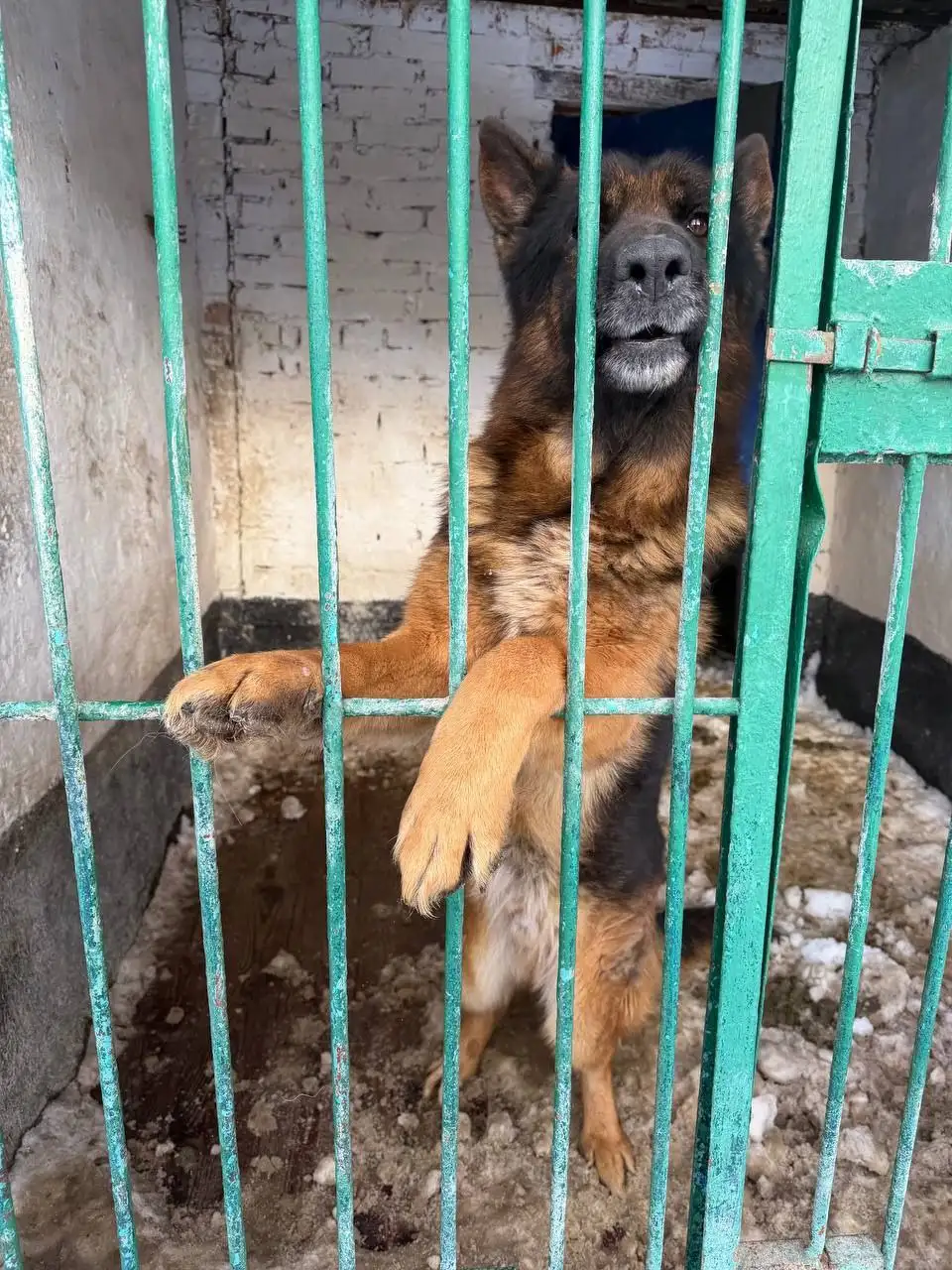 Немецкая овчарка ищет хозяина - Собаки (Животные) в Щёкино
