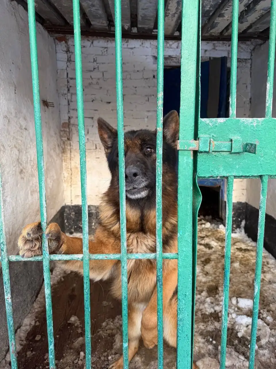 Немецкая овчарка ищет хозяина - Собаки (Животные) в Щёкино