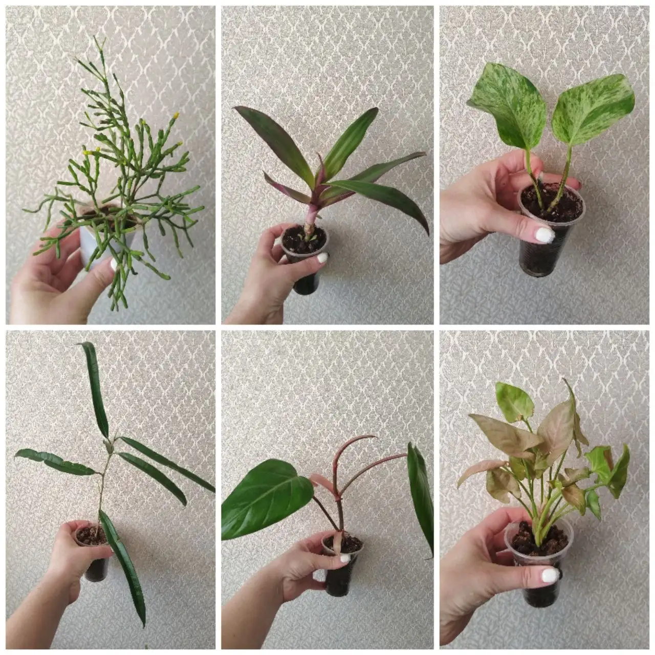 Продажа комнатных растений в Самаре - Комнатные растения (Хобби и отдых) в Самара