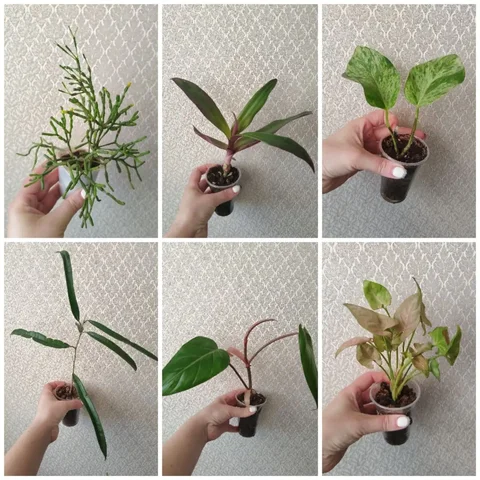 Продажа комнатных растений в Самаре - Видеоигры в Самара