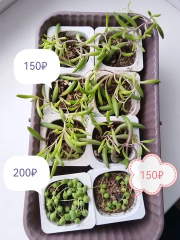 Продажа суккулентов Оттона и Крестовника Роули - Видеоигры в Самара