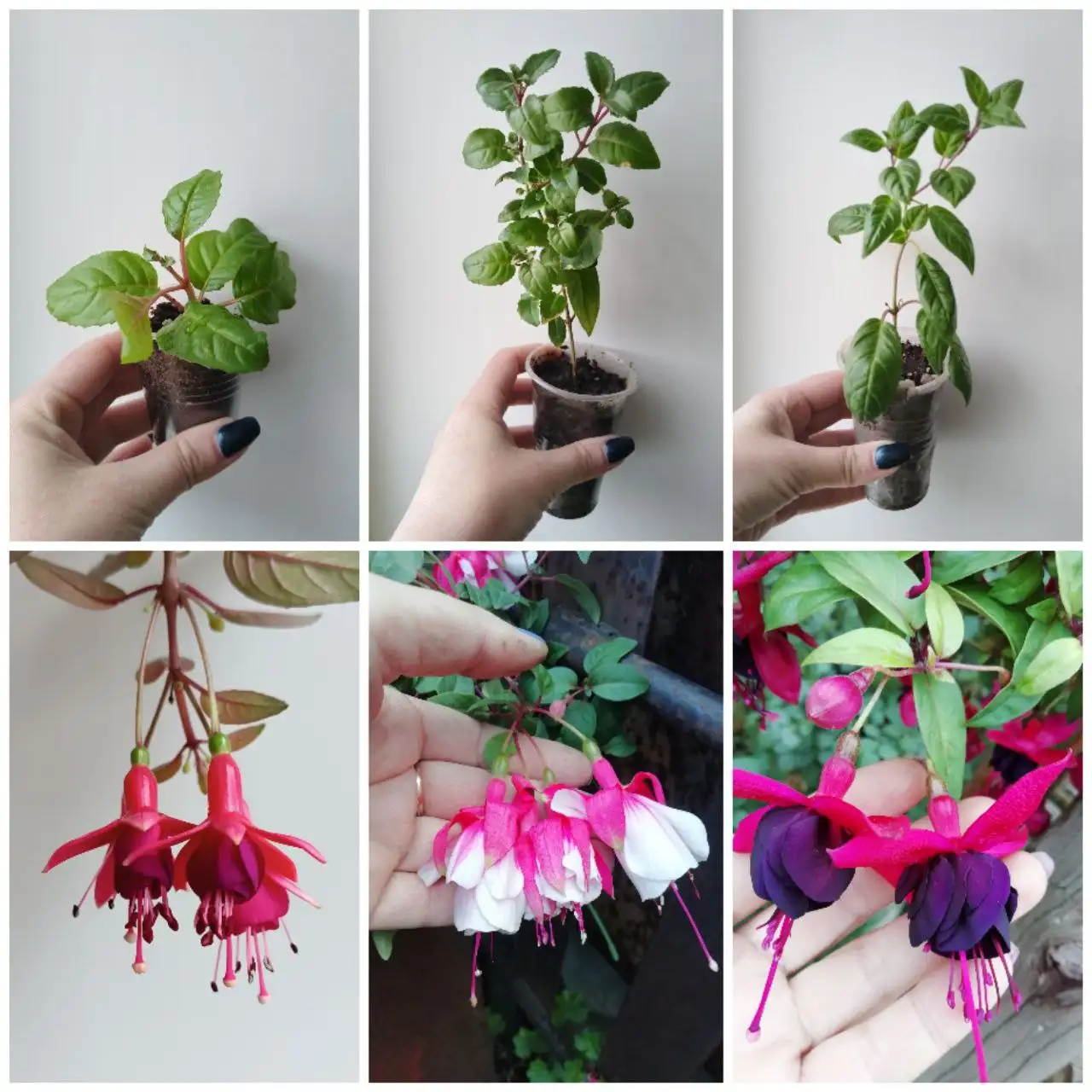 Продажа фуксий разных цветов - Растения (Хобби и отдых) в Самара