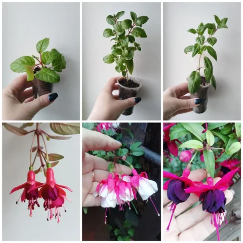 Продажа фуксий разных цветов - Видеоигры в Самара