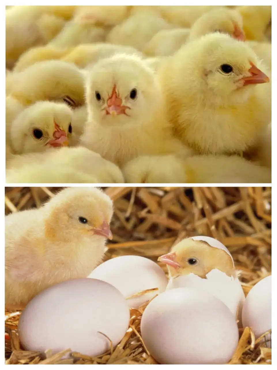 Заказ цыплят бройлеров на вывод 15 марта - Птица (Животные) в Самара