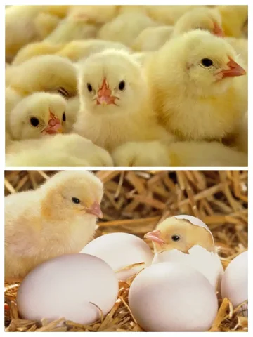 Заказ цыплят бройлеров на вывод 15 марта - Сельскохозяйственные животные в Самара