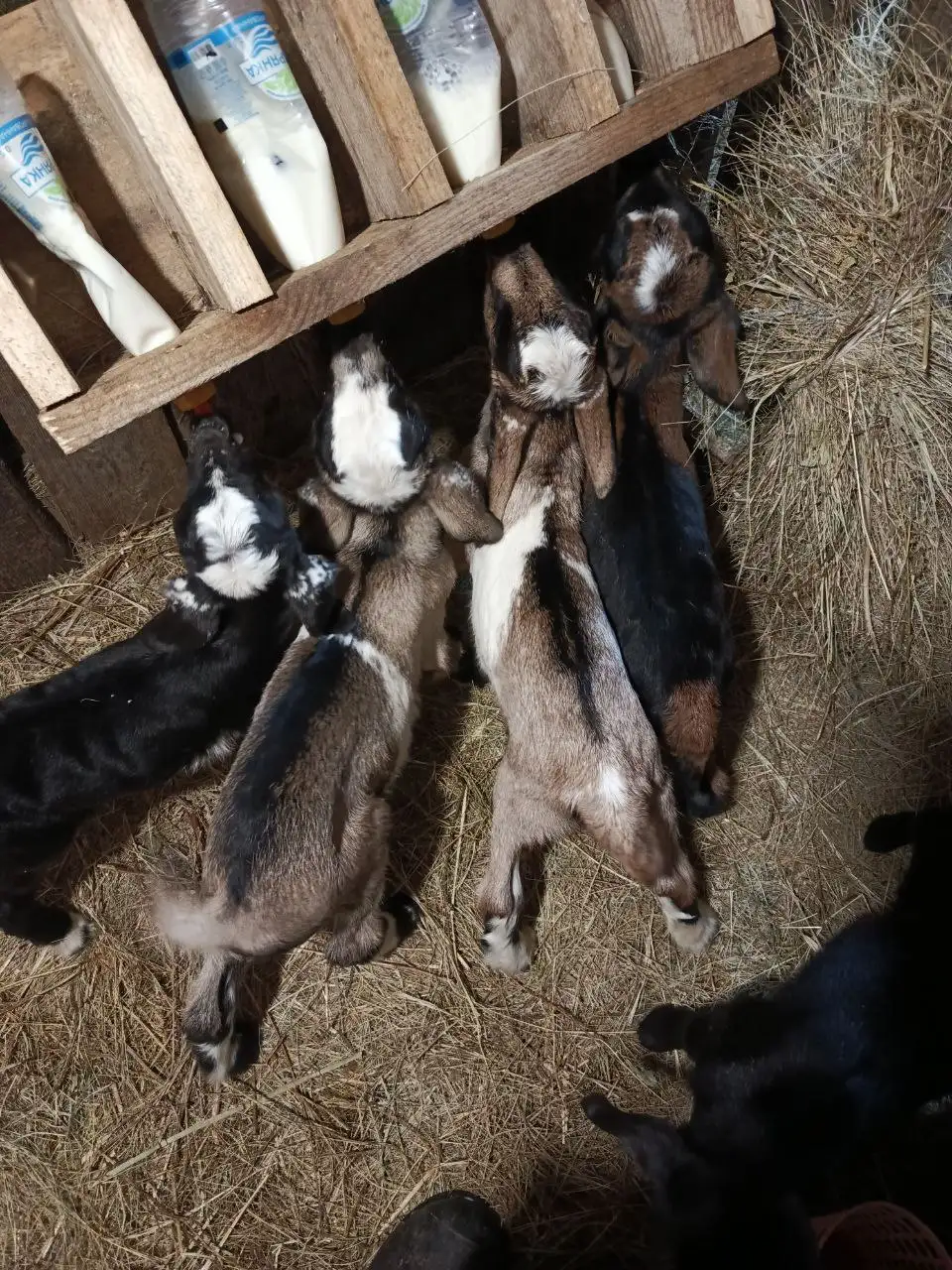Продажа недельных козликов - Сельскохозяйственные животные (Животные) в Самара