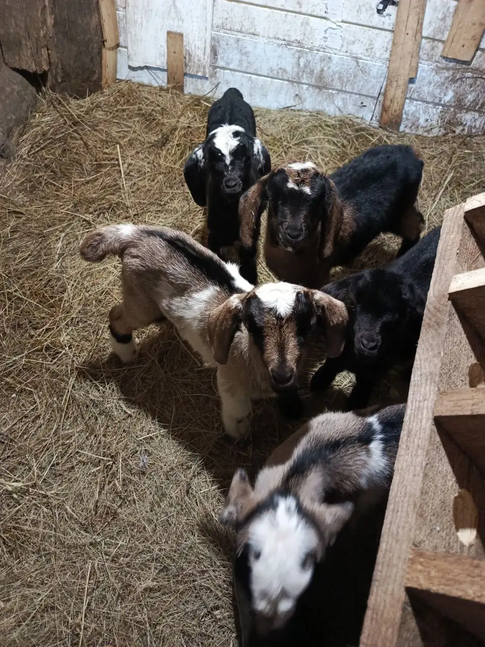 Продажа недельных козликов - Сельскохозяйственные животные (Животные) в Самара